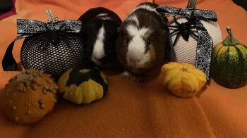 Rescue Short Haired Guinea Pigs for Adoption - Joey And Cole | PetCurious